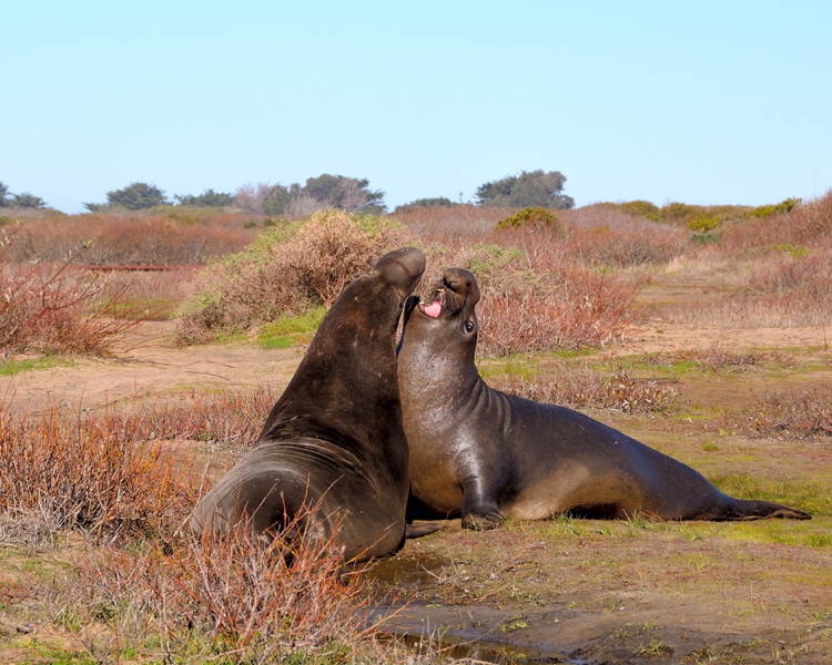 Elephant Seals Return to State Parks on California Coast