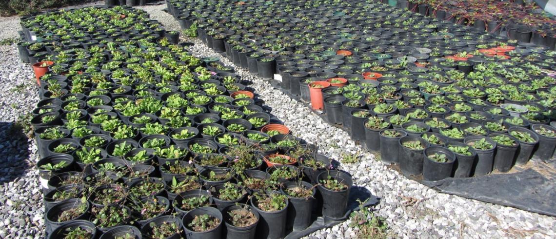 Environmental Restorationnative Plant Nursery Coastside State Native Plant Nursery