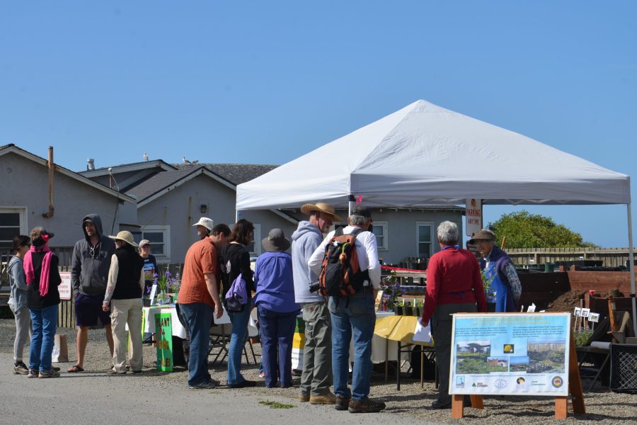 Coastal Wildflower Day celebrates the Native Plant Nursery with the public. (Photo: © Avis Boutell)