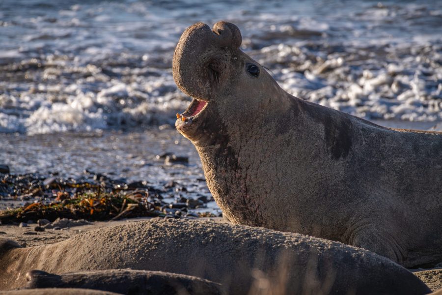 Northern Elephant Seal