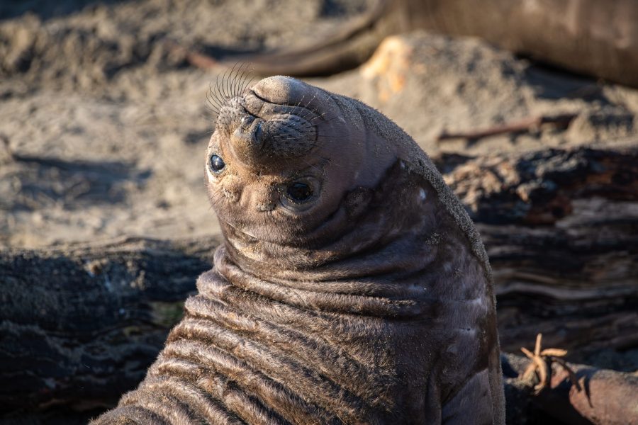Northern Elephant Seal