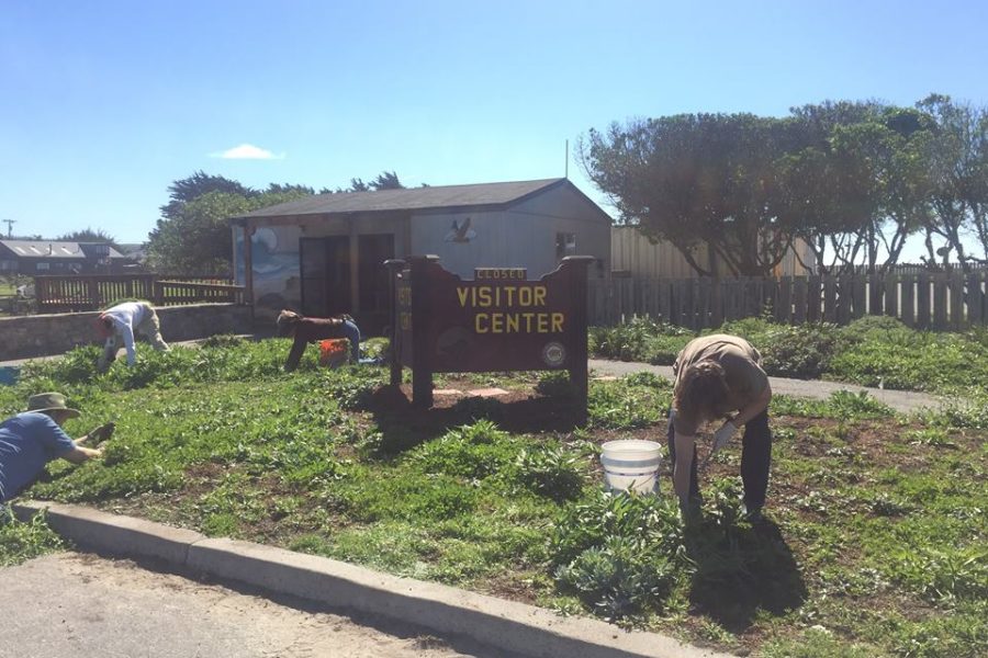 Weeding the Visitor Center's garden (Photo: © Avis Boutell)