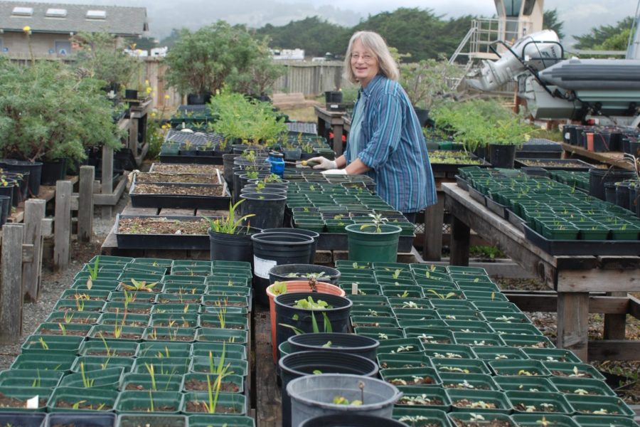 Volunteers tend to the potted plants as necessary. (Photo: © Avis Boutell)