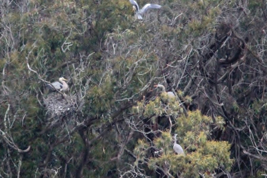 Great Blue Herons in the rookery. (Photo: © Suzanne Black)