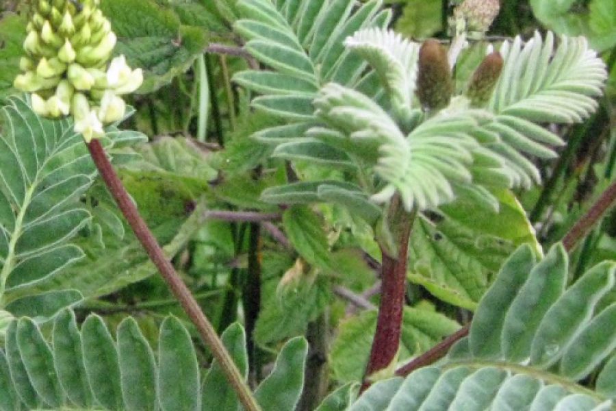 MarshMilkVetch6610HRsmb_0