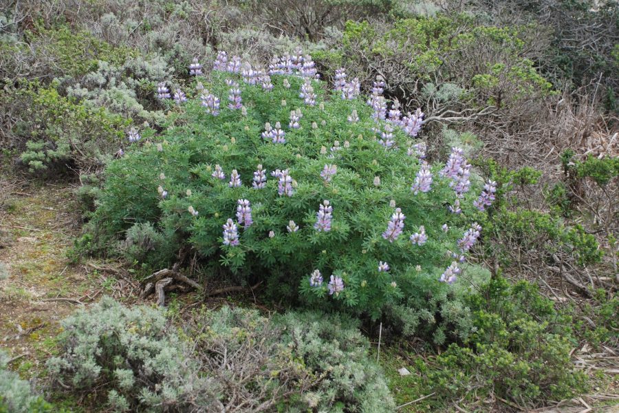 Lupine in flower. (Photo: © Avis Boutell)