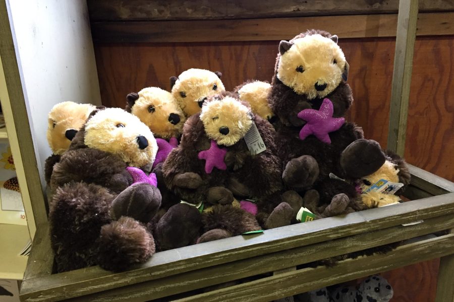 Cute and cuddly --- Otters! (Photo: CSPA archive)