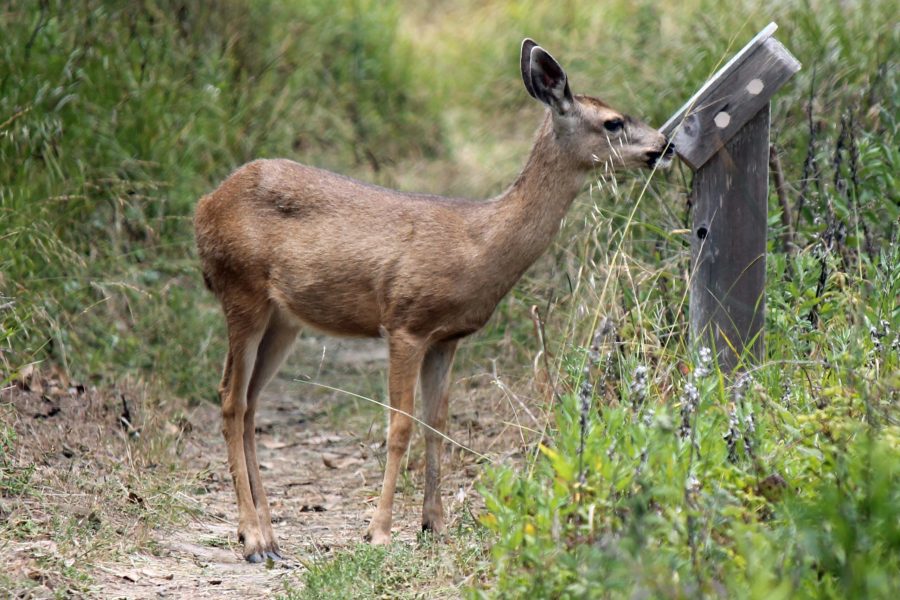PMDeer060114_2892HRsmb_0