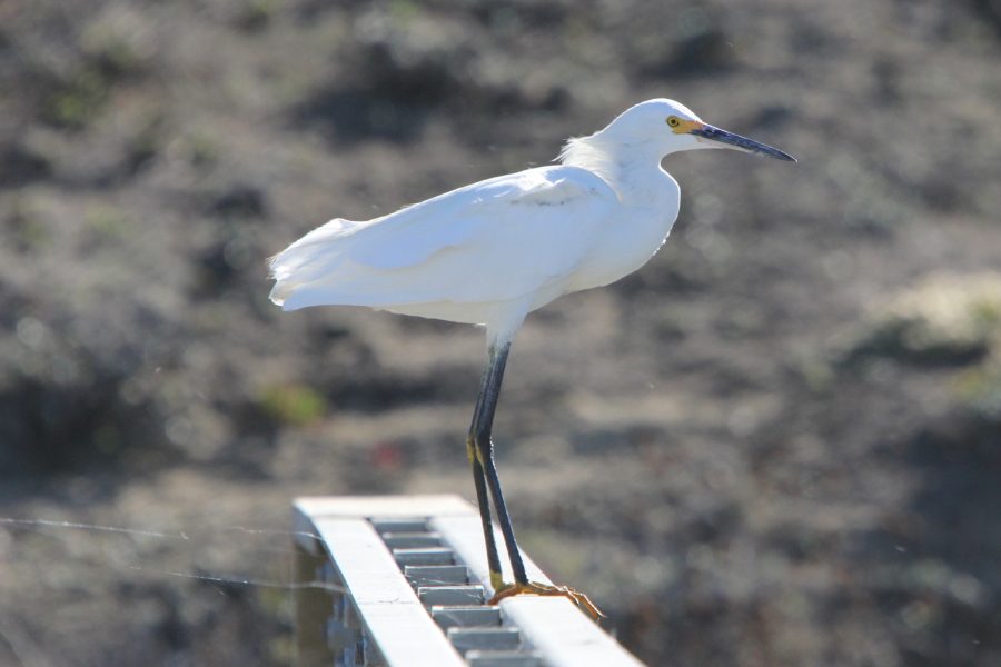 Pescadero-Marsh-Egret-on-Bridge_smb