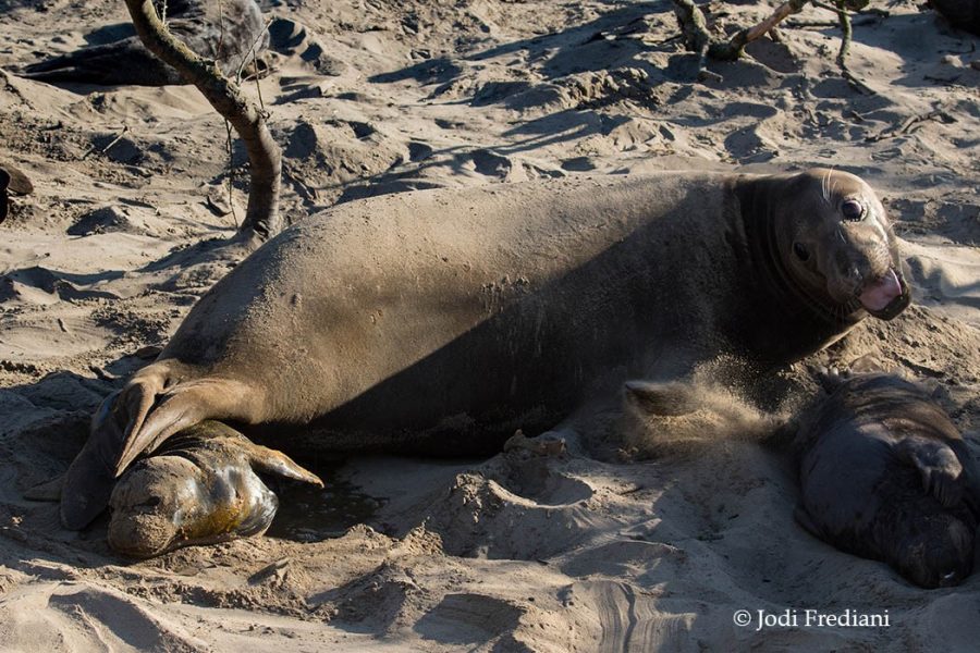 Births are hard to observe with such detail. (Photo: © Jodi Frediani)