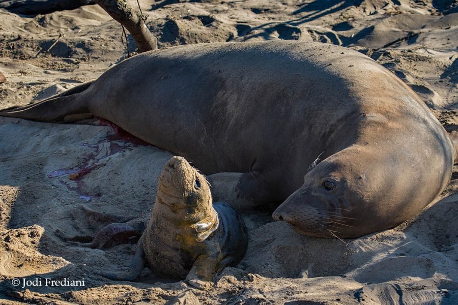 Mom turns and vocalizes to the pup. (Photo: © Jodi Frediani)