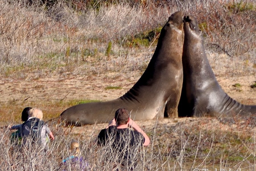 Fights for dominance are common.(Photo: © Ted Schulze)