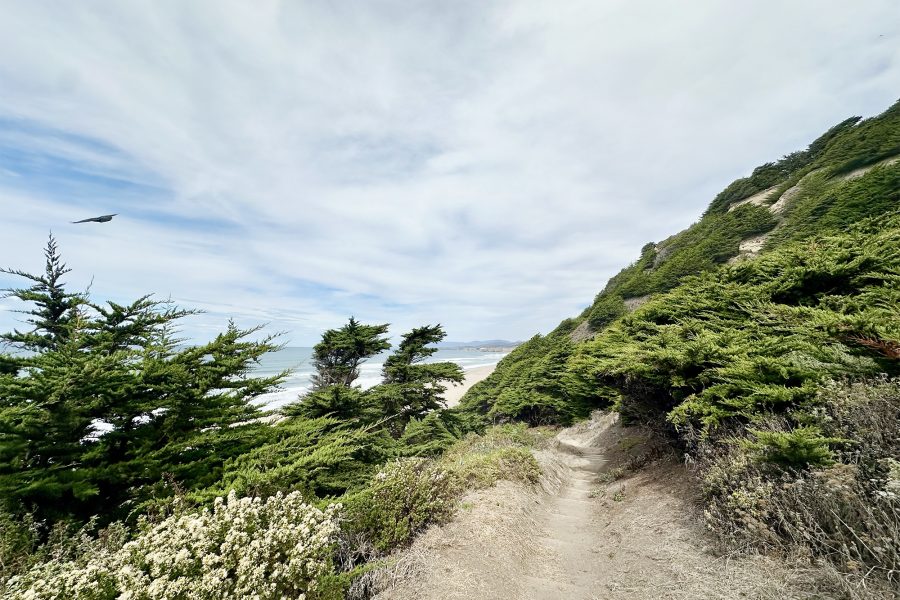 San Gregorio Ranch trail leading to the beach.