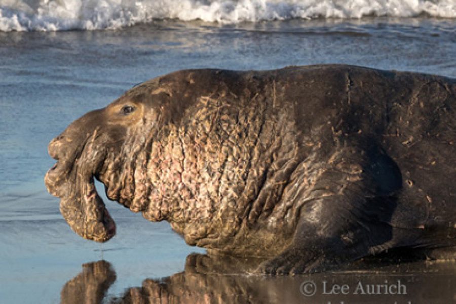 Bull Elephant Seal at the shorelinephoto: © Lee Aurich