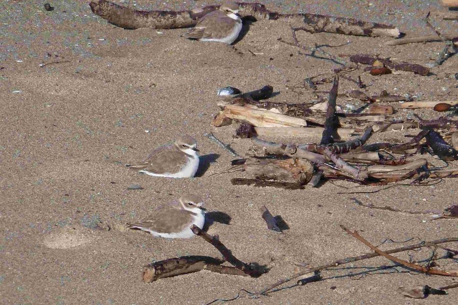 Snowy plovers in footprints in the sand. (Photo © Suzanne Black)