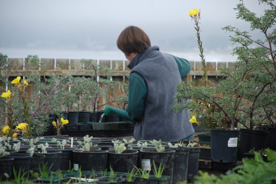 Watering seedlings is necessary during the summer months (Photo: © Avis Boutell)