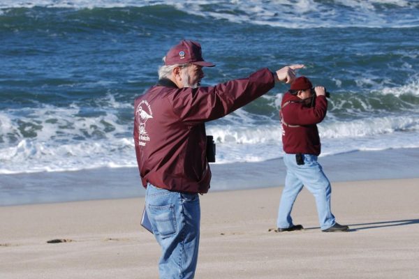Trained docents help identify, count and protect the endangered Snowy Plovers on coastside beaches (Photo: © A. Boutell)